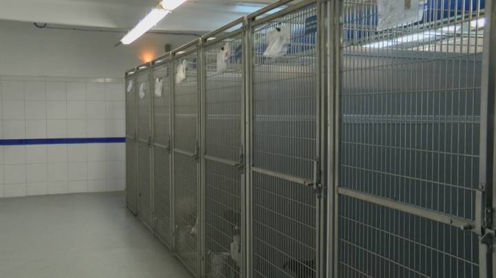 North Little Rock woman hospitalized after being mauled by eight pit bulls, investigation underway