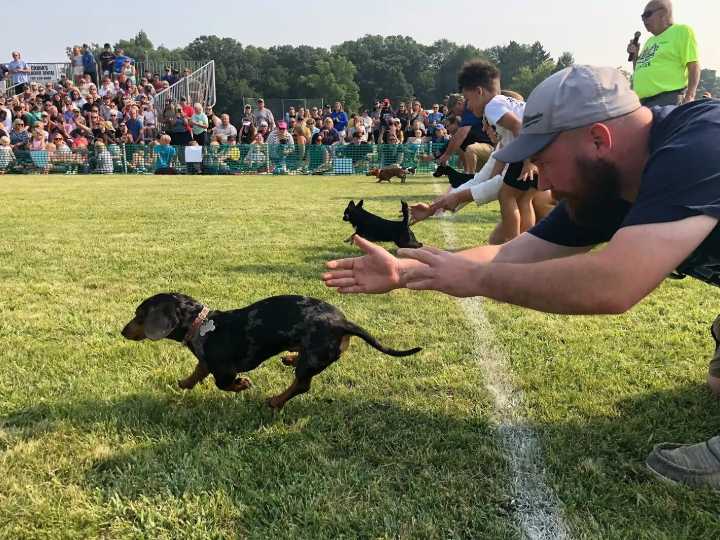 In Vergas, Minnesota, dashing dachshunds go paw to paw in ‘Running of the Wieners’