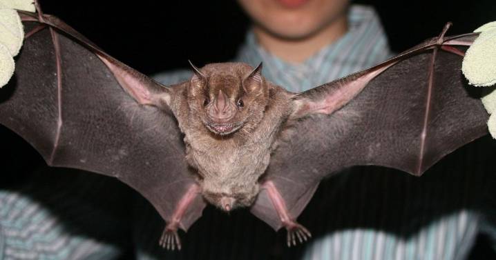 Local health officials confirm rabid bat found in Southeast Idaho