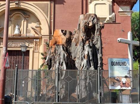 Convocan una nueva concentración en defensa del ficus de San Jacinto