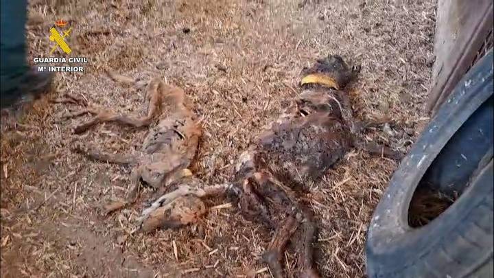 Encuentran 32 perros muertos por inanición abandonados sin agua ni comida en Azuaga (Badajoz)