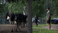 Supporters rally around B.C. ostrich farm after appeal court upholds cull order