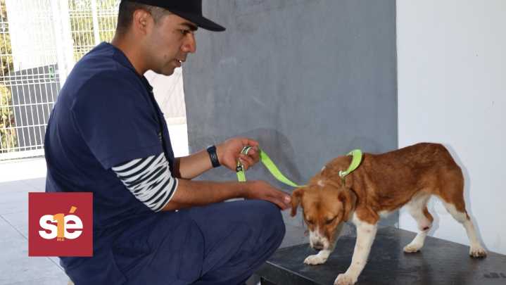 Huixquilucan impulsa más de 600 atenciones veterinarias gratuitas para mascotas en 2025