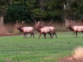 DNR tests trail cameras to estimate elk population in Northern Michigan