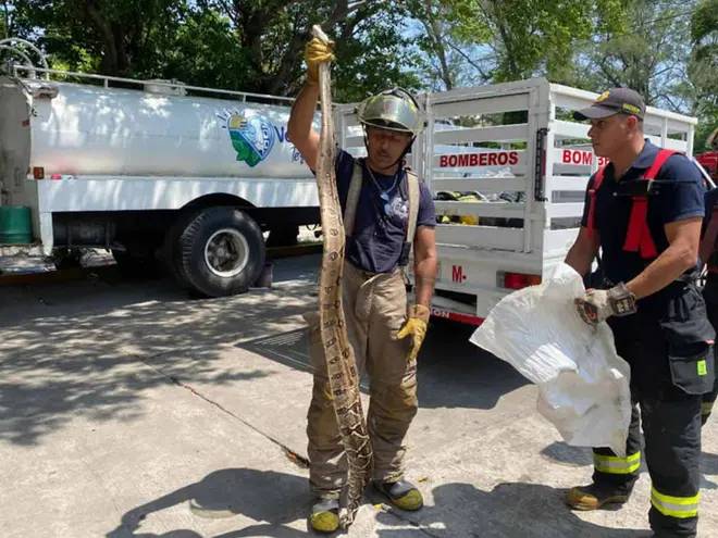 Capturan serpiente de dos metros en una casa; devoraba a un pequeño gatito