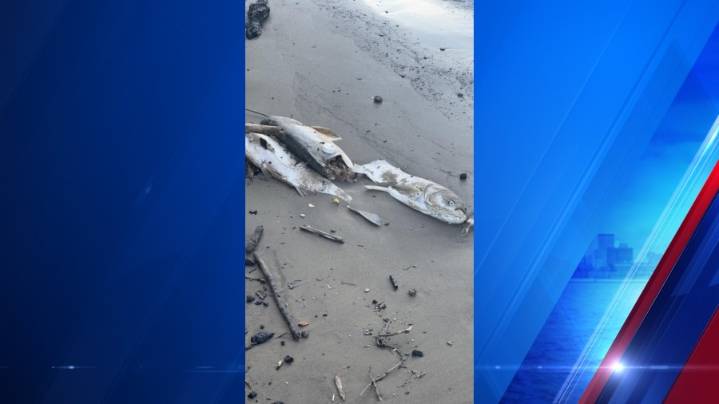 Dead invasive carp found in Hancock County