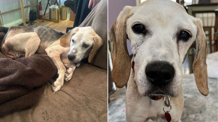 Senior Beagle In California Finally Sees His Life Begin After Years of Cruelty