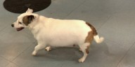 Local animal shelters asking for adopters as they remain full