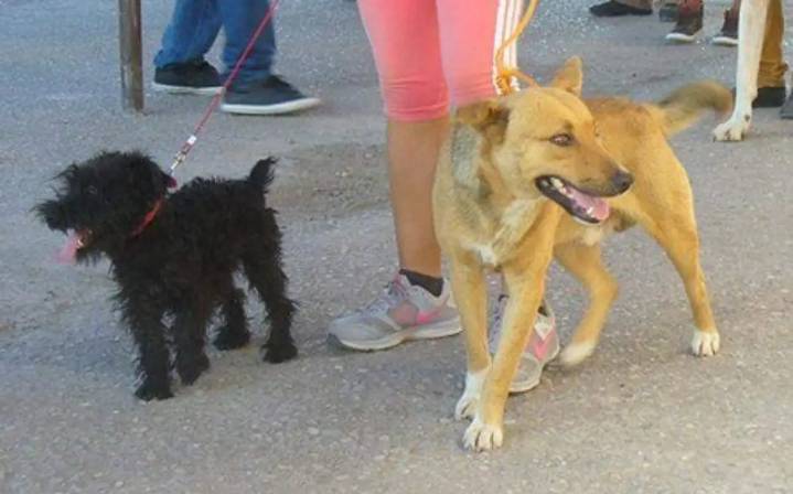 La capital tendrá 4 Centros de Bienestar Animal, confirma gobierno del estado