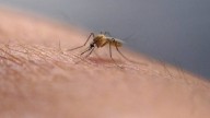 West Baton Rouge Mosquito Control confirms positive West Nile Virus sample