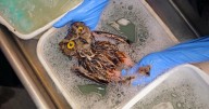 Letters to the Editor: Bill to ban glue traps should be revisited for the sake of the animals