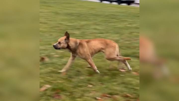 Michigan Shelter Faces Days-Long Struggle To Reunite Two Abandoned Dogs