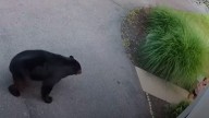 Video captures girl's encounter with black bear in driveway