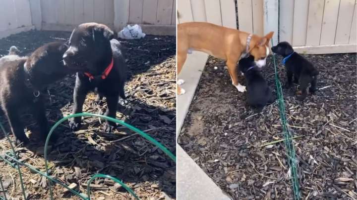 California Family Learns What Adopted Cane Corso Puppies Actually Are After DNA Test