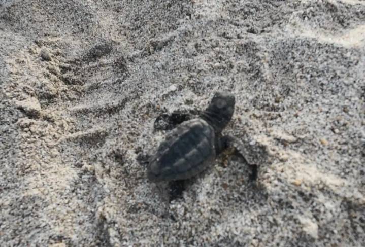 De cada mil, solo una sobrevive: liberan crías de tortuga golfina en Los Cabos