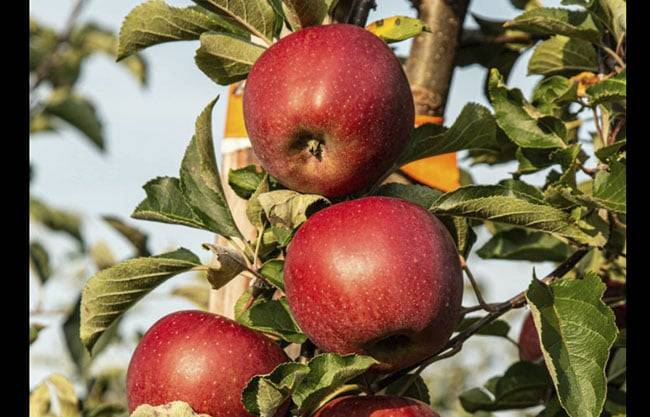 De la sierra coahuilense al Cono Sur: manzana de Arteaga busca conquistar Argentina