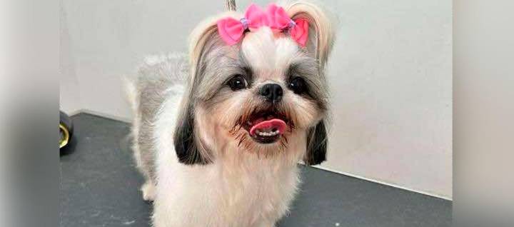 Se busca a 'Maya', una perrita Shih Tzu perdida en el barrio Nueva Esperanza