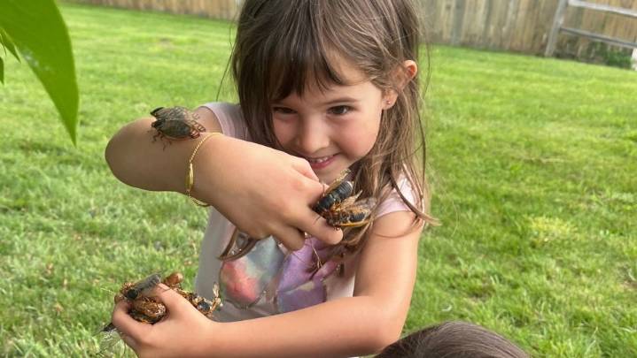 Chomping on cicadas: Chefs, forager team up for…