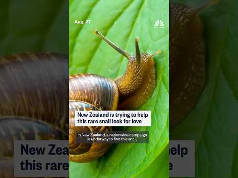 New Zealand is trying to help this rare snail look for love
