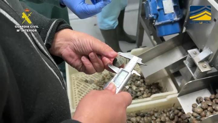 Ocho detenidos por vender hasta siete toneladas de almejas japonesas no aptas para consumo humano en Huelva