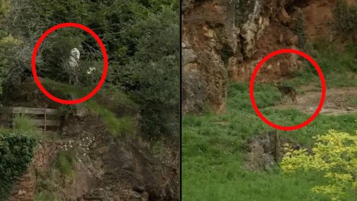 Una familia se juega la vida al colarse en el recinto de los lobos de Cabárceno