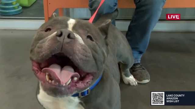 Adoptable pets at Lake County Animal Shelter