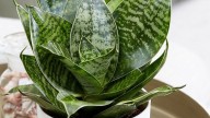 La planta perfecta de interior que alegrará tus habitaciones