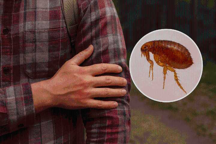 Detectan caso de peste bubónica en Estados Unidos; emiten recomendaciones
