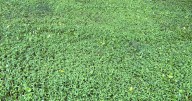 Invasive plant discovered in Rock County