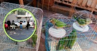 Golpe al tráfico, Profepa decomisa 40 loros en operativo al mercado San Juan
