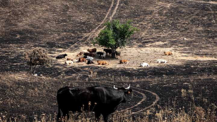 Pascual Cabedo, agricultor: “Abandonar la agricultura es un lujo que no nos podemos permitir”