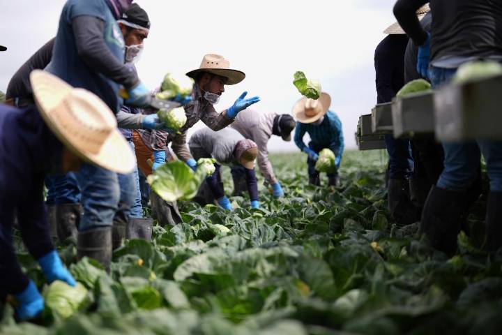 Trump reconoce que los trabajadores migrantes que expulsa son “difíciles de reemplazar”
