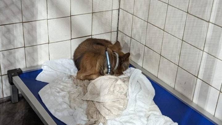 Illinois Family Was Stunned By Their Foster Dog’s Diagnosis, So They Rushed To Save Him