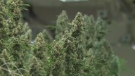 Ohio marks $702.5 million in marijuana sales in first year