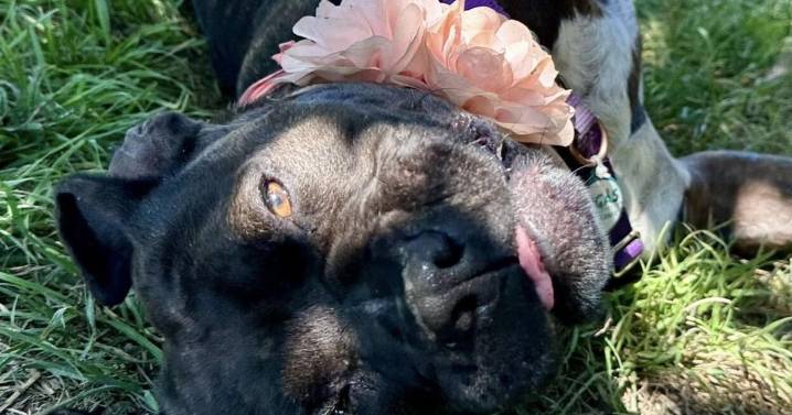 Community asked to foster, adopt 50 dogs during shelter renovations