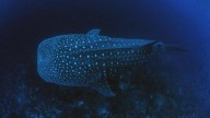 El 80% de tiburones heridos en zonas turísticas indonesias lo son por causas humanas