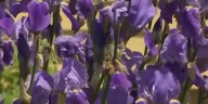 In the Garden: How to divide irises
