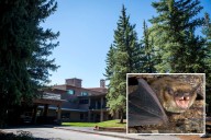 Possible exposure to rabies due to bat-infested cabins at Grand Teton National Park
