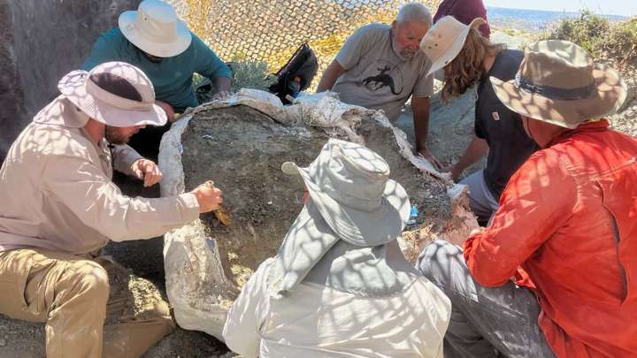 Digging Wyoming: Casper's Tate Museum Hauls A Jurassic Ass Out Of Alcova