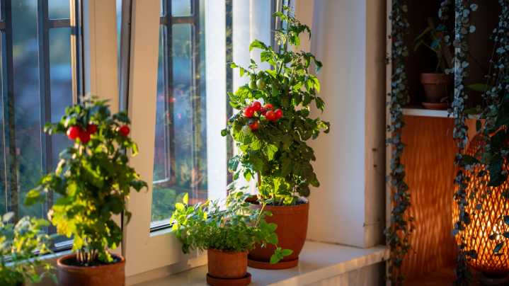 Thinking About Growing Tomatoes Indoors? Here's Why You Should Think Again