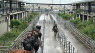 Vacunos. Comienzo de semana con subas en el Mercado Agroganadero de Cañuelas