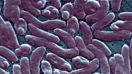 Flesh-Eating Bacteria Surge: Vibrio Vulnificus Warnings