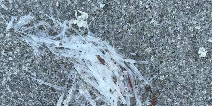 Looks like glass, stings like bee: Painful surprise for beachgoers in Grand Strand
