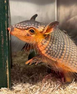 Hattiesburg Zoo Welcomes Screaming Hairy Armadillo Named Birkenstock