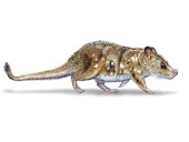 Scientists find 74-million-year-old mammal fossil in Chile