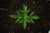 Research Study: Ohio School Principals Contend Pot Contributing To Decline In Students’ Health