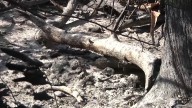Los incendios forestales impiden cambiar el uso del suelo durante al menos 30 años