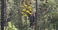 ECOVIEWS: Plants can display unusual traits