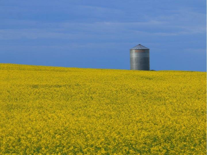 Varcoe: Alberta agriculture minister chides Ottawa over slow response to Chinese canola tariffs