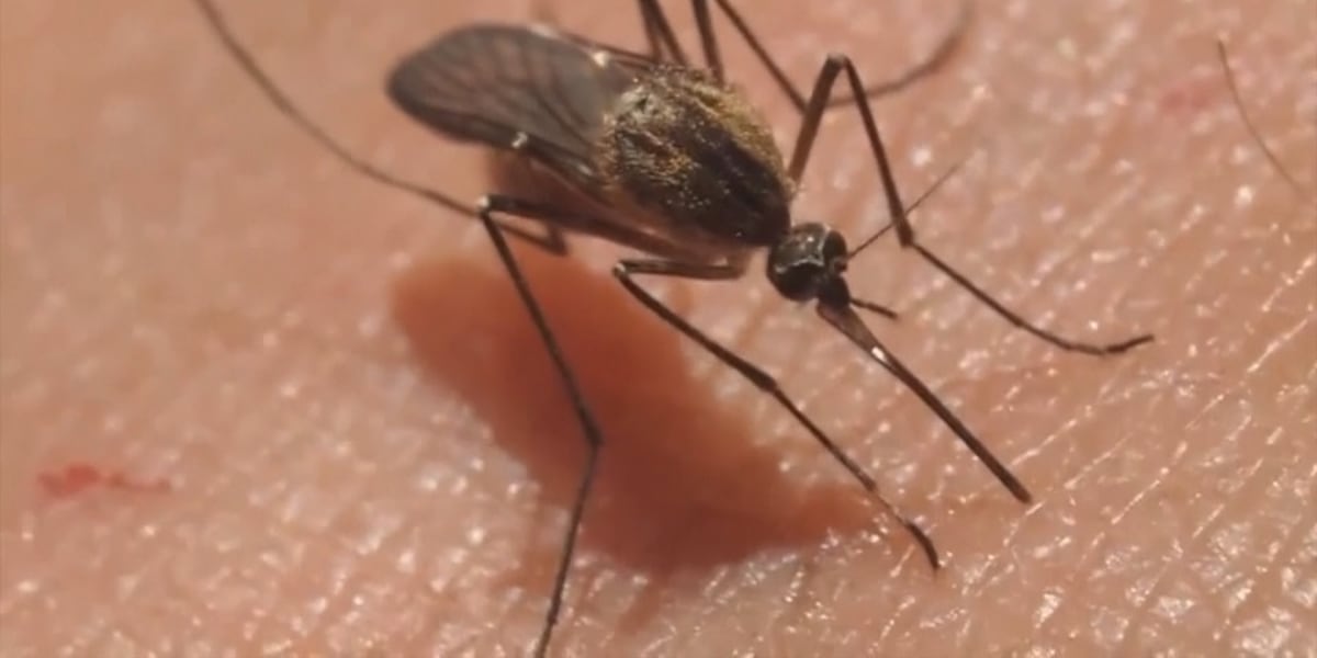 State confirms 12th travel-related dengue virus case in Hawaii for 2025